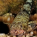 lizardfish_reef_kimamp01_v_0032_sul7761.jpg